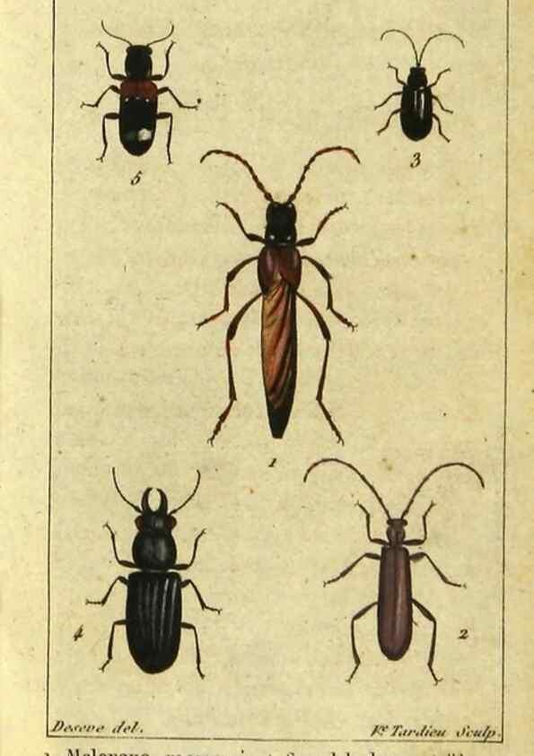 Reproducción/Reproduction 48792925466: Histoire naturelle des insectes, composée d'après Réamur, Geoffroy, Degéer, Roesel, Linné, Fabricius, et les meilleurs ouvrages qui ont paru sur cette partie;. Paris,Roret,1828.. 