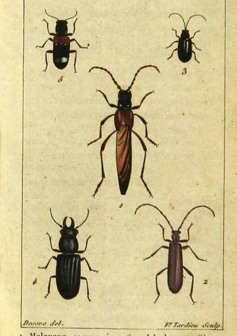 Reproducción/Reproduction 48792925466: Histoire naturelle des insectes, composée d'après Réamur, Geoffroy, Degéer, Roesel, Linné, Fabricius, et les meilleurs ouvrages qui ont paru sur cette partie;. Paris,Roret,1828.. 