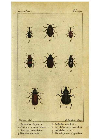 Reproducción/Reproduction 48793067727: Histoire naturelle des insectes, composée d'après Réamur, Geoffroy, Degéer, Roesel, Linné, Fabricius, et les meilleurs ouvrages qui ont paru sur cette partie;. Paris,Roret,1828.. 