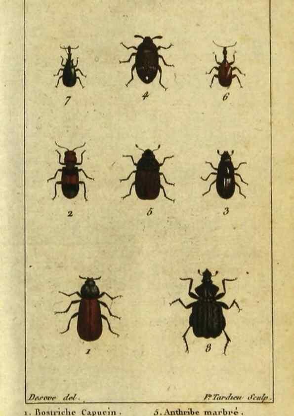 Reproducción/Reproduction 48793067727: Histoire naturelle des insectes, composée d'après Réamur, Geoffroy, Degéer, Roesel, Linné, Fabricius, et les meilleurs ouvrages qui ont paru sur cette partie;. Paris,Roret,1828.. 