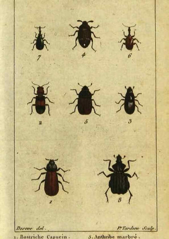 Reproducción/Reproduction 48793067727: Histoire naturelle des insectes, composée d'après Réamur, Geoffroy, Degéer, Roesel, Linné, Fabricius, et les meilleurs ouvrages qui ont paru sur cette partie;. Paris,Roret,1828.. 