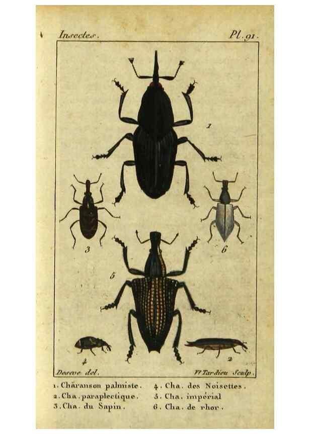 Reproducción/Reproduction 48792561248: Histoire naturelle des insectes, composée d'après Réamur, Geoffroy, Degéer, Roesel, Linné, Fabricius, et les meilleurs ouvrages qui ont paru sur cette partie;. Paris,Roret,1828.. 