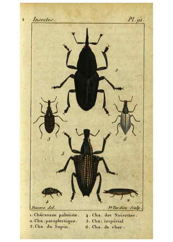 Reproducción/Reproduction 48792561248: Histoire naturelle des insectes, composée d'après Réamur, Geoffroy, Degéer, Roesel, Linné, Fabricius, et les meilleurs ouvrages qui ont paru sur cette partie;. Paris,Roret,1828.. 
