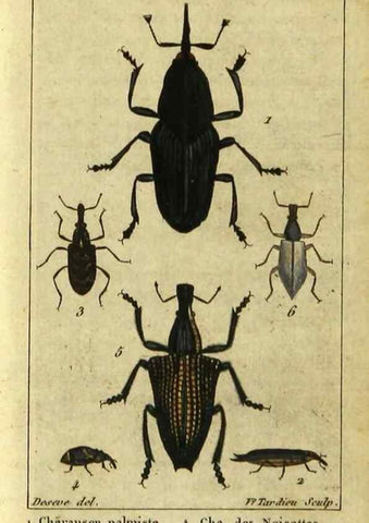Reproducción/Reproduction 48792561248: Histoire naturelle des insectes, composée d'après Réamur, Geoffroy, Degéer, Roesel, Linné, Fabricius, et les meilleurs ouvrages qui ont paru sur cette partie;. Paris,Roret,1828.. 