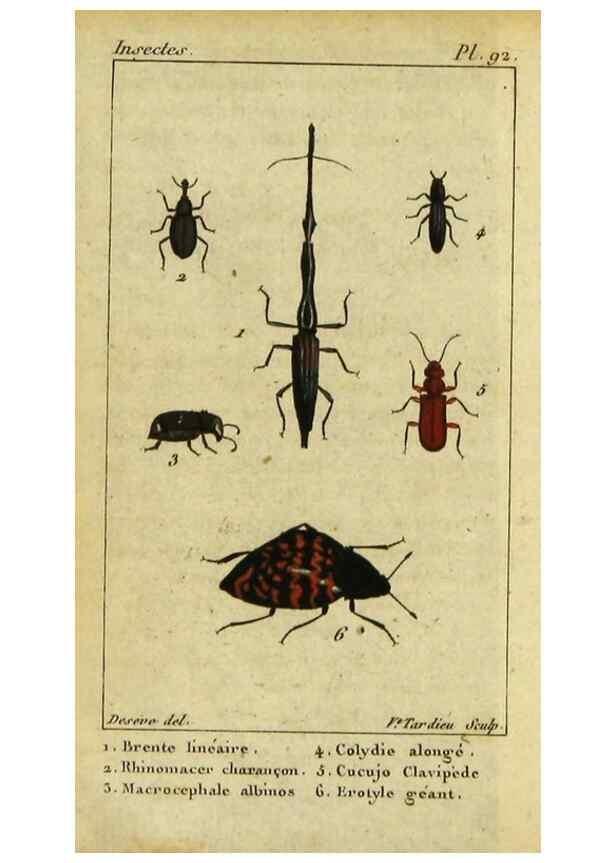 Reproducción/Reproduction 48793068312: Histoire naturelle des insectes, composée d'après Réamur, Geoffroy, Degéer, Roesel, Linné, Fabricius, et les meilleurs ouvrages qui ont paru sur cette partie;. Paris,Roret,1828.. 