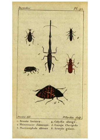 Reproducción/Reproduction 48793068312: Histoire naturelle des insectes, composée d'après Réamur, Geoffroy, Degéer, Roesel, Linné, Fabricius, et les meilleurs ouvrages qui ont paru sur cette partie;. Paris,Roret,1828.. 