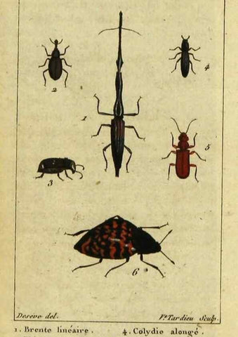 Reproducción/Reproduction 48793068312: Histoire naturelle des insectes, composée d'après Réamur, Geoffroy, Degéer, Roesel, Linné, Fabricius, et les meilleurs ouvrages qui ont paru sur cette partie;. Paris,Roret,1828.. 