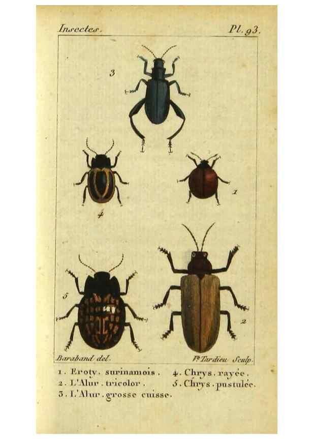 Reproducción/Reproduction 48792926646: Histoire naturelle des insectes, composée d'après Réamur, Geoffroy, Degéer, Roesel, Linné, Fabricius, et les meilleurs ouvrages qui ont paru sur cette partie;. Paris,Roret,1828.. 
