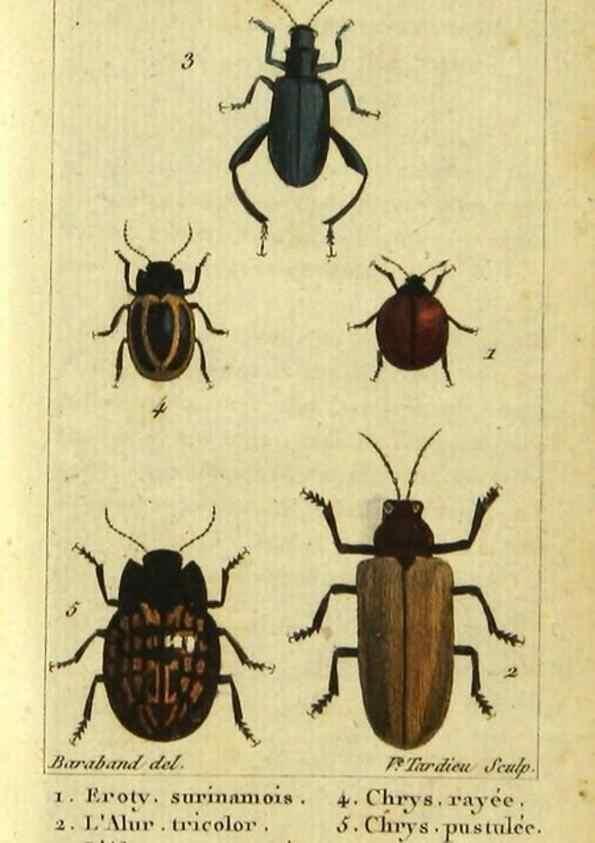 Reproducción/Reproduction 48792926646: Histoire naturelle des insectes, composée d'après Réamur, Geoffroy, Degéer, Roesel, Linné, Fabricius, et les meilleurs ouvrages qui ont paru sur cette partie;. Paris,Roret,1828.. 