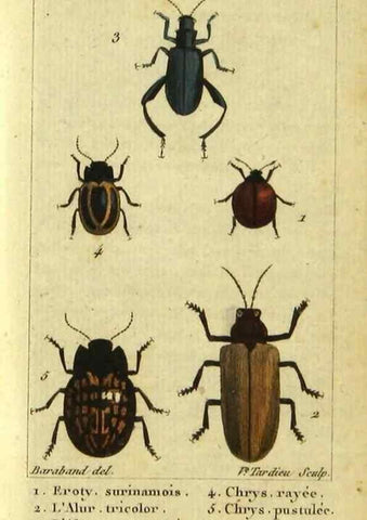 Reproducción/Reproduction 48792926646: Histoire naturelle des insectes, composée d'après Réamur, Geoffroy, Degéer, Roesel, Linné, Fabricius, et les meilleurs ouvrages qui ont paru sur cette partie;. Paris,Roret,1828.. 