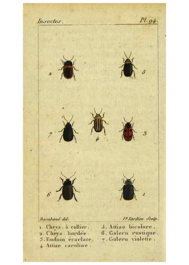 Reproducción/Reproduction 48792562098: Histoire naturelle des insectes, composée d'après Réamur, Geoffroy, Degéer, Roesel, Linné, Fabricius, et les meilleurs ouvrages qui ont paru sur cette partie;. Paris,Roret,1828.. 