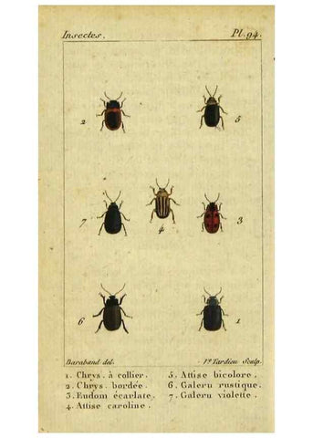 Reproducción/Reproduction 48792562098: Histoire naturelle des insectes, composée d'après Réamur, Geoffroy, Degéer, Roesel, Linné, Fabricius, et les meilleurs ouvrages qui ont paru sur cette partie;. Paris,Roret,1828.. 