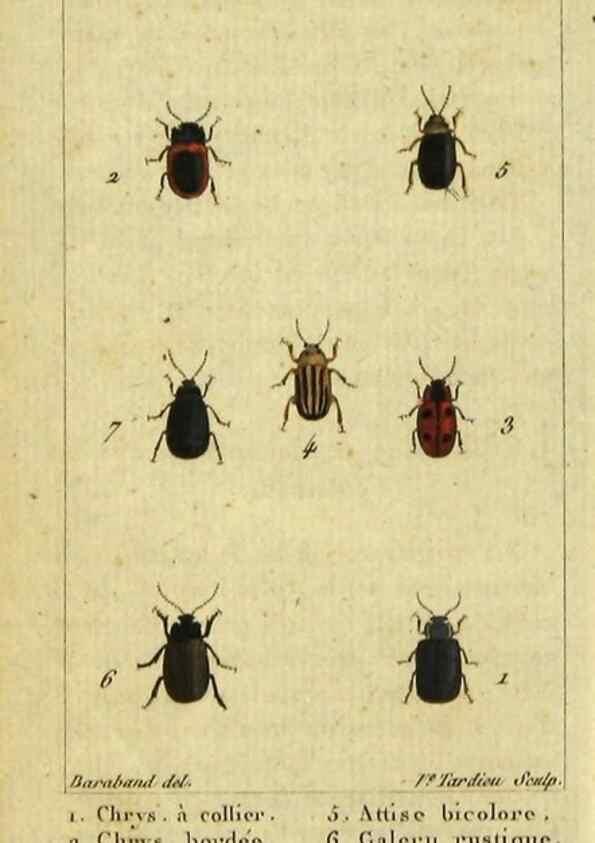 Reproducción/Reproduction 48792562098: Histoire naturelle des insectes, composée d'après Réamur, Geoffroy, Degéer, Roesel, Linné, Fabricius, et les meilleurs ouvrages qui ont paru sur cette partie;. Paris,Roret,1828.. 