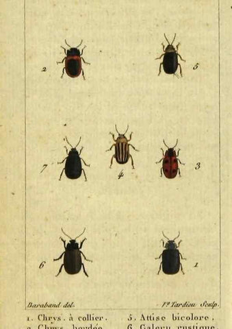 Reproducción/Reproduction 48792562098: Histoire naturelle des insectes, composée d'après Réamur, Geoffroy, Degéer, Roesel, Linné, Fabricius, et les meilleurs ouvrages qui ont paru sur cette partie;. Paris,Roret,1828.. 