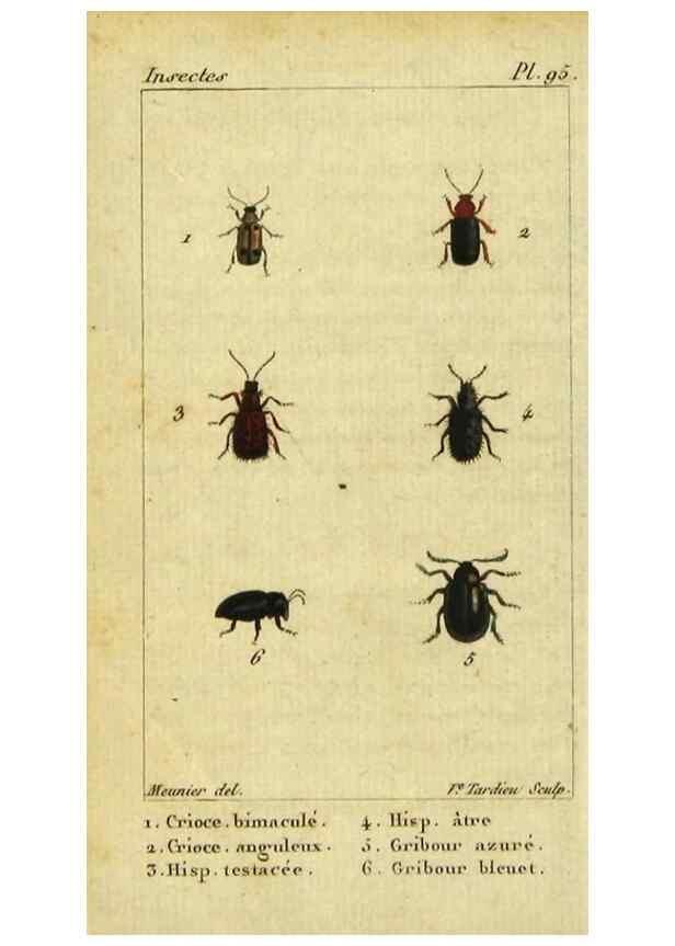 Reproducción/Reproduction 48792562428: Histoire naturelle des insectes, composée d'après Réamur, Geoffroy, Degéer, Roesel, Linné, Fabricius, et les meilleurs ouvrages qui ont paru sur cette partie;. Paris,Roret,1828.. 