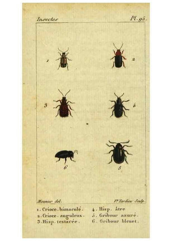 Reproducción/Reproduction 48792562428: Histoire naturelle des insectes, composée d'après Réamur, Geoffroy, Degéer, Roesel, Linné, Fabricius, et les meilleurs ouvrages qui ont paru sur cette partie;. Paris,Roret,1828.. 