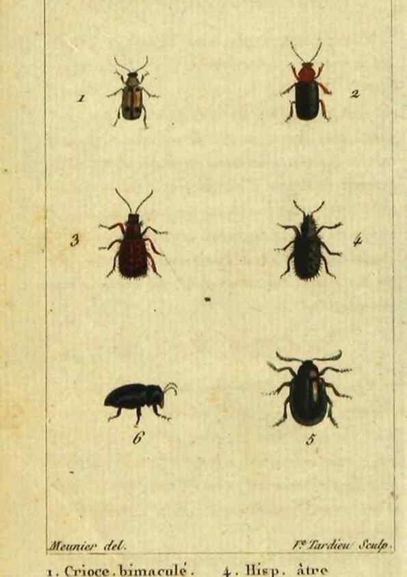Reproducción/Reproduction 48792562428: Histoire naturelle des insectes, composée d'après Réamur, Geoffroy, Degéer, Roesel, Linné, Fabricius, et les meilleurs ouvrages qui ont paru sur cette partie;. Paris,Roret,1828.. 