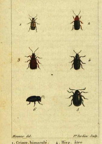 Reproducción/Reproduction 48792562428: Histoire naturelle des insectes, composée d'après Réamur, Geoffroy, Degéer, Roesel, Linné, Fabricius, et les meilleurs ouvrages qui ont paru sur cette partie;. Paris,Roret,1828.. 