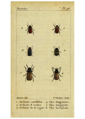 Reproducción/Reproduction 48792927531: Histoire naturelle des insectes, composée d'après Réamur, Geoffroy, Degéer, Roesel, Linné, Fabricius, et les meilleurs ouvrages qui ont paru sur cette partie;. Paris,Roret,1828.. 