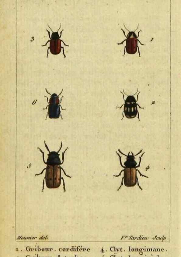 Reproducción/Reproduction 48792927531: Histoire naturelle des insectes, composée d'après Réamur, Geoffroy, Degéer, Roesel, Linné, Fabricius, et les meilleurs ouvrages qui ont paru sur cette partie;. Paris,Roret,1828.. 