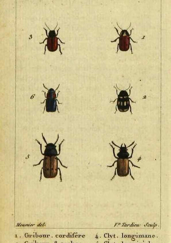 Reproducción/Reproduction 48792927531: Histoire naturelle des insectes, composée d'après Réamur, Geoffroy, Degéer, Roesel, Linné, Fabricius, et les meilleurs ouvrages qui ont paru sur cette partie;. Paris,Roret,1828.. 
