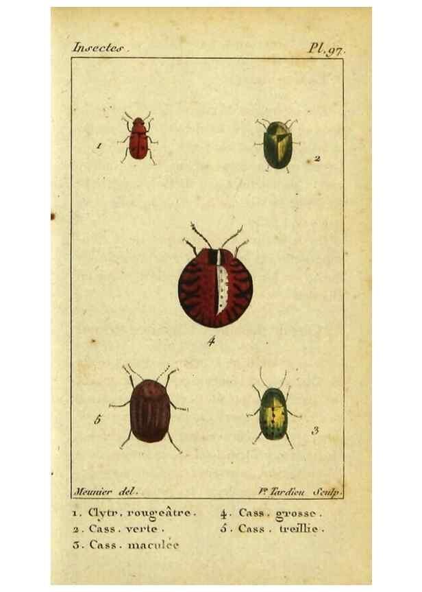 Reproducción/Reproduction 48793069827: Histoire naturelle des insectes, composée d'après Réamur, Geoffroy, Degéer, Roesel, Linné, Fabricius, et les meilleurs ouvrages qui ont paru sur cette partie;. Paris,Roret,1828.. 