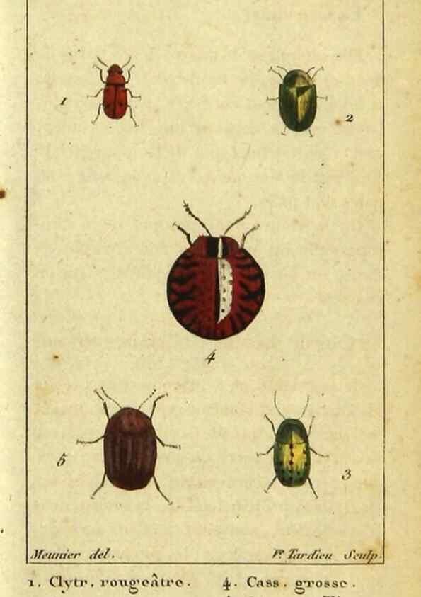 Reproducción/Reproduction 48793069827: Histoire naturelle des insectes, composée d'après Réamur, Geoffroy, Degéer, Roesel, Linné, Fabricius, et les meilleurs ouvrages qui ont paru sur cette partie;. Paris,Roret,1828.. 