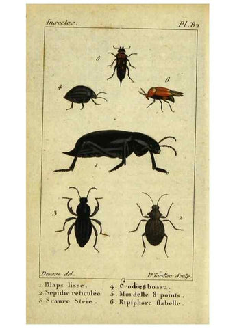 Reproducción/Reproduction 48793033072: Histoire naturelle des insectes, composée d'après Réamur, Geoffroy, Degéer, Roesel, Linné, Fabricius, et les meilleurs ouvrages qui ont paru sur cette partie;. Paris,Roret,1828.. 