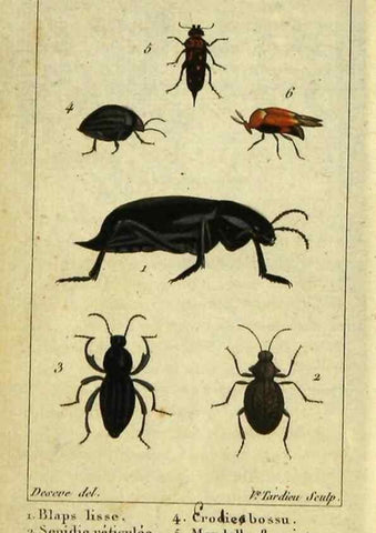 Reproducción/Reproduction 48793033072: Histoire naturelle des insectes, composée d'après Réamur, Geoffroy, Degéer, Roesel, Linné, Fabricius, et les meilleurs ouvrages qui ont paru sur cette partie;. Paris,Roret,1828.. 