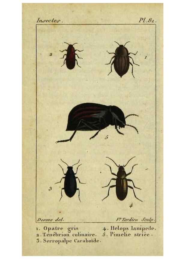 Reproducción/Reproduction 48793032947: Histoire naturelle des insectes, composée d'après Réamur, Geoffroy, Degéer, Roesel, Linné, Fabricius, et les meilleurs ouvrages qui ont paru sur cette partie;. Paris,Roret,1828.. 