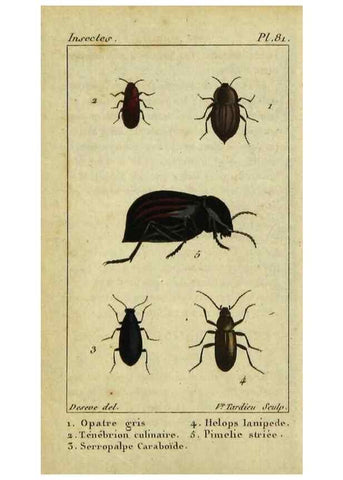 Reproducción/Reproduction 48793032947: Histoire naturelle des insectes, composée d'après Réamur, Geoffroy, Degéer, Roesel, Linné, Fabricius, et les meilleurs ouvrages qui ont paru sur cette partie;. Paris,Roret,1828.. 