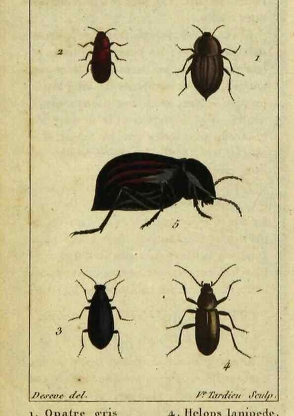 Reproducción/Reproduction 48793032947: Histoire naturelle des insectes, composée d'après Réamur, Geoffroy, Degéer, Roesel, Linné, Fabricius, et les meilleurs ouvrages qui ont paru sur cette partie;. Paris,Roret,1828.. 