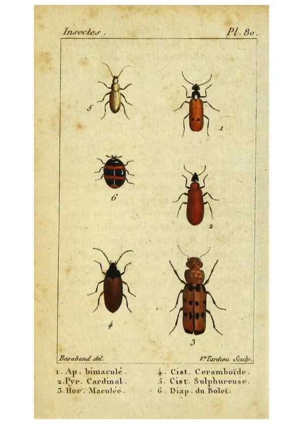 Reproducción/Reproduction 48793032747: Histoire naturelle des insectes, composée d'après Réamur, Geoffroy, Degéer, Roesel, Linné, Fabricius, et les meilleurs ouvrages qui ont paru sur cette partie;. Paris,Roret,1828.. 