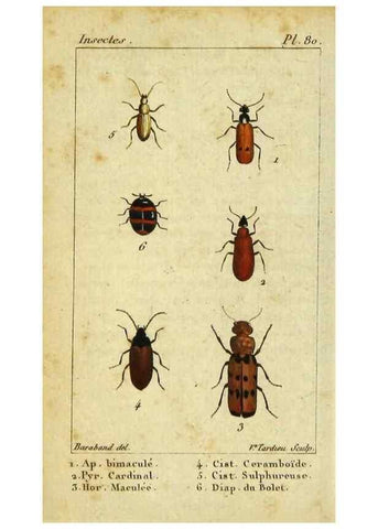 Reproducción/Reproduction 48793032747: Histoire naturelle des insectes, composée d'après Réamur, Geoffroy, Degéer, Roesel, Linné, Fabricius, et les meilleurs ouvrages qui ont paru sur cette partie;. Paris,Roret,1828.. 