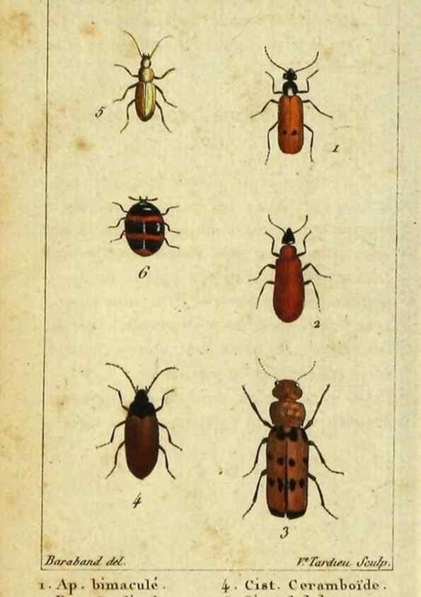 Reproducción/Reproduction 48793032747: Histoire naturelle des insectes, composée d'après Réamur, Geoffroy, Degéer, Roesel, Linné, Fabricius, et les meilleurs ouvrages qui ont paru sur cette partie;. Paris,Roret,1828.. 