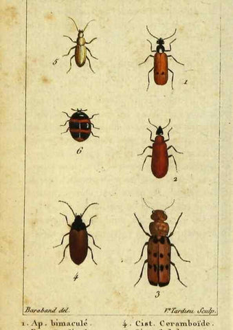 Reproducción/Reproduction 48793032747: Histoire naturelle des insectes, composée d'après Réamur, Geoffroy, Degéer, Roesel, Linné, Fabricius, et les meilleurs ouvrages qui ont paru sur cette partie;. Paris,Roret,1828.. 