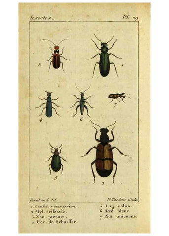 Reproducción/Reproduction 48792891416: Histoire naturelle des insectes, composée d'après Réamur, Geoffroy, Degéer, Roesel, Linné, Fabricius, et les meilleurs ouvrages qui ont paru sur cette partie;. Paris,Roret,1828.. 