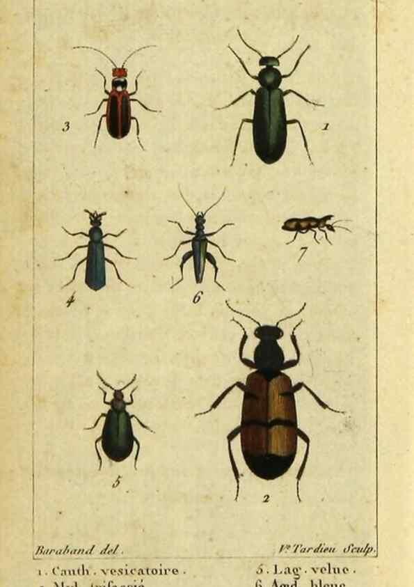 Reproducción/Reproduction 48792891416: Histoire naturelle des insectes, composée d'après Réamur, Geoffroy, Degéer, Roesel, Linné, Fabricius, et les meilleurs ouvrages qui ont paru sur cette partie;. Paris,Roret,1828.. 