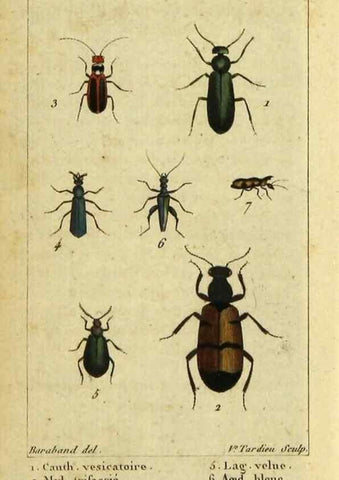 Reproducción/Reproduction 48792891416: Histoire naturelle des insectes, composée d'après Réamur, Geoffroy, Degéer, Roesel, Linné, Fabricius, et les meilleurs ouvrages qui ont paru sur cette partie;. Paris,Roret,1828.. 