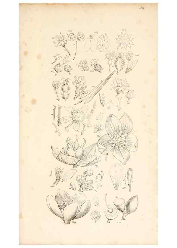 Reproducción/Reproduction 48792933737: A grammar of botany :. London :Longman, Ree, Orme, Brown, and Green,1826.. 