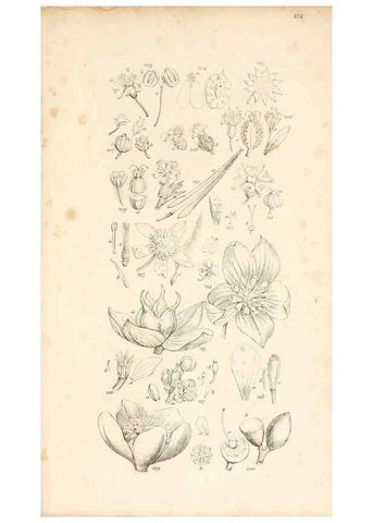 Reproducción/Reproduction 48792933737: A grammar of botany :. London :Longman, Ree, Orme, Brown, and Green,1826.. 