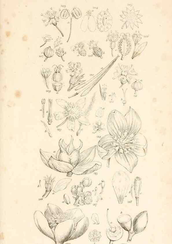Reproducción/Reproduction 48792933737: A grammar of botany :. London :Longman, Ree, Orme, Brown, and Green,1826.. 