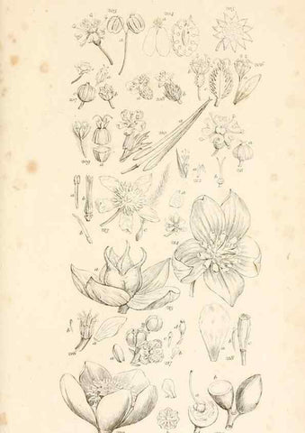 Reproducción/Reproduction 48792933737: A grammar of botany :. London :Longman, Ree, Orme, Brown, and Green,1826.. 