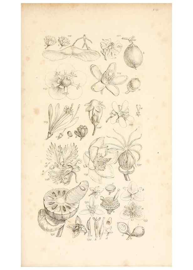 Reproducción/Reproduction 48792426068: A grammar of botany :. London :Longman, Ree, Orme, Brown, and Green,1826.. 