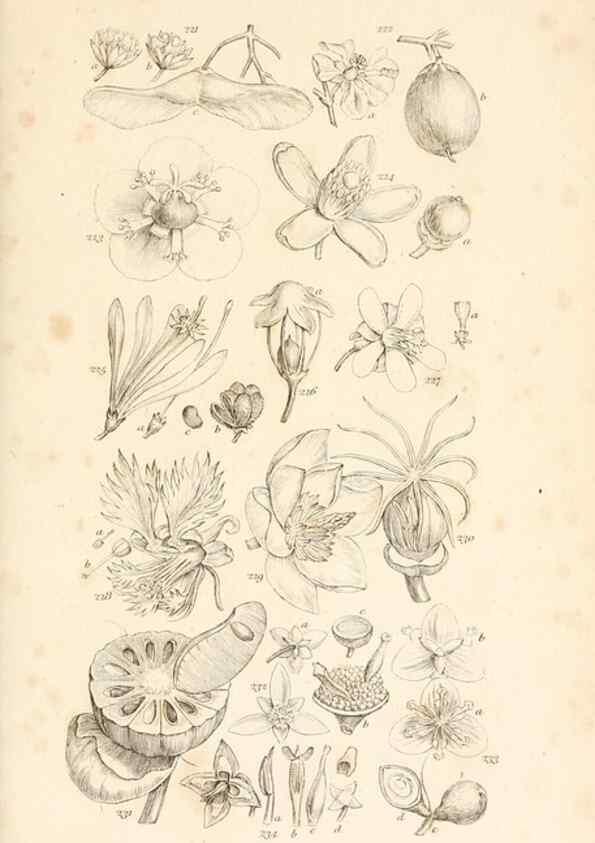 Reproducción/Reproduction 48792426068: A grammar of botany :. London :Longman, Ree, Orme, Brown, and Green,1826.. 