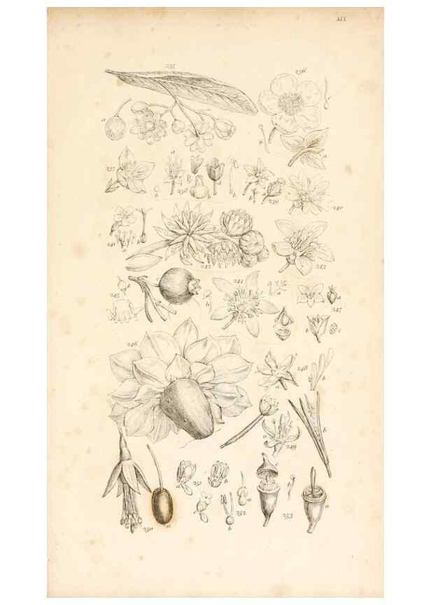 Reproducción/Reproduction 48792934372: A grammar of botany :. London :Longman, Ree, Orme, Brown, and Green,1826.. 