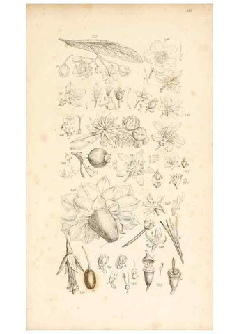 Reproducción/Reproduction 48792934372: A grammar of botany :. London :Longman, Ree, Orme, Brown, and Green,1826.. 