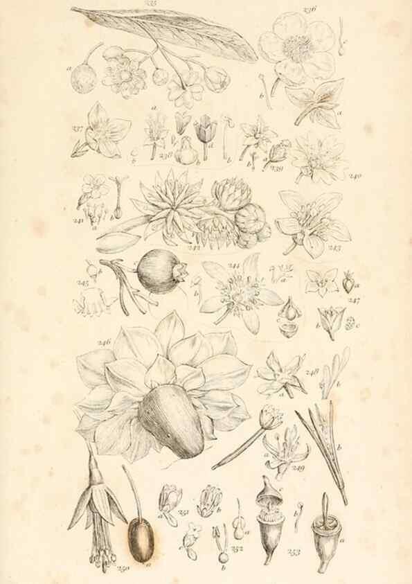 Reproducción/Reproduction 48792934372: A grammar of botany :. London :Longman, Ree, Orme, Brown, and Green,1826.. 