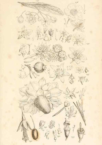 Reproducción/Reproduction 48792934372: A grammar of botany :. London :Longman, Ree, Orme, Brown, and Green,1826.. 