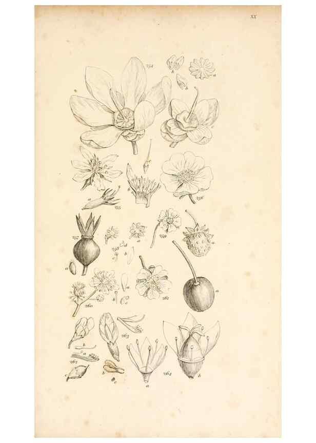 Reproducción/Reproduction 48792793746: A grammar of botany :. London :Longman, Ree, Orme, Brown, and Green,1826.. 